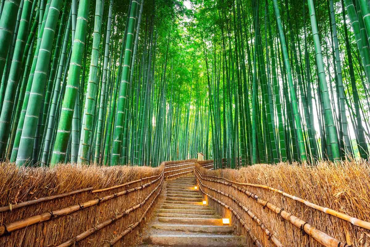 Natural Bamboo Forest